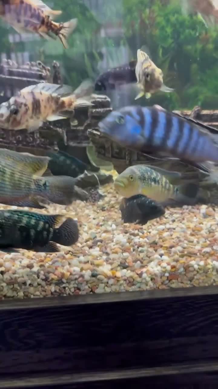 Cichlids fish for sale: Jack Des in Wolverhampton - Video 1