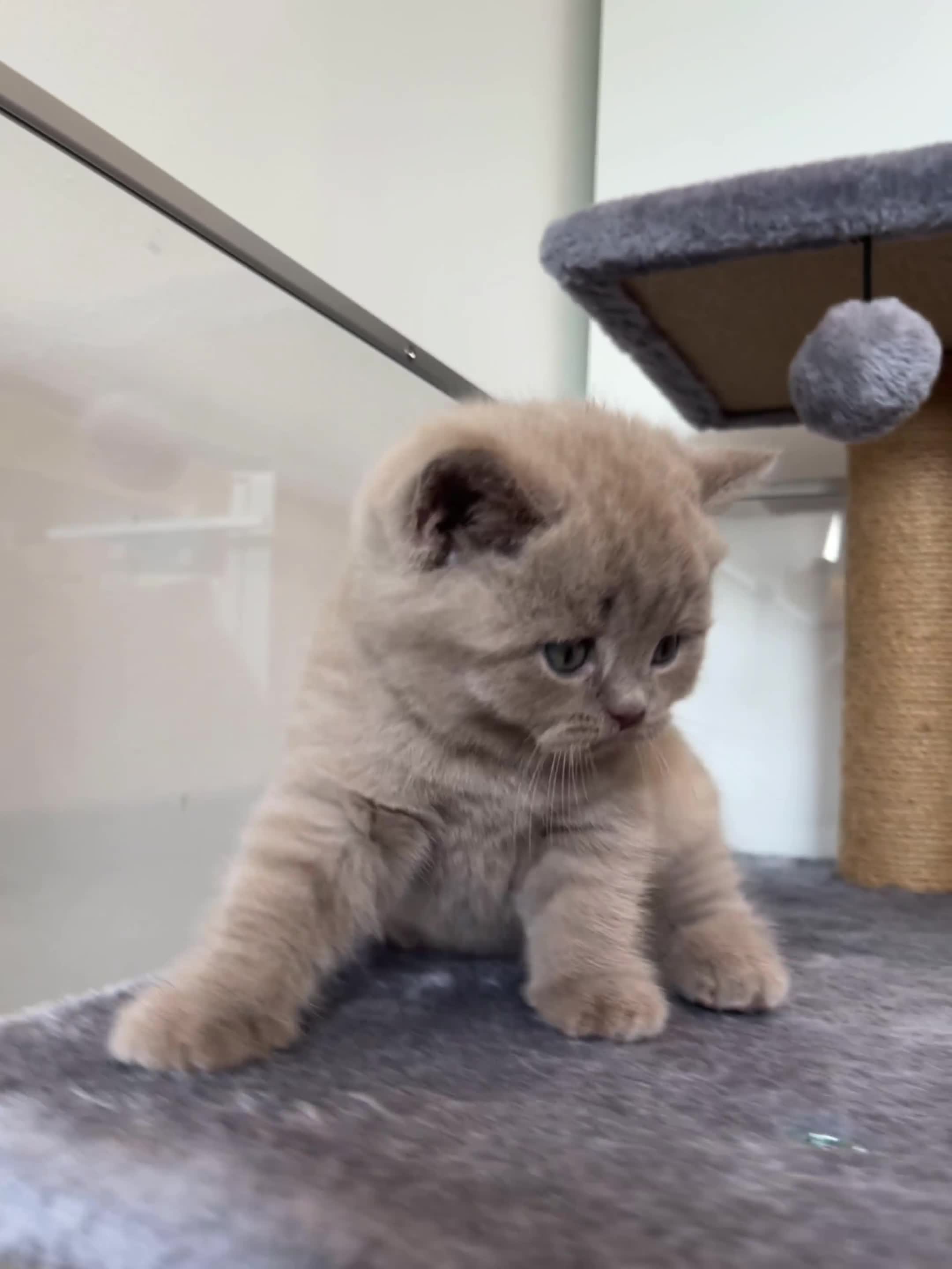 British Shorthair cats for sale: 💙GCCF BSH Kittens🩷 - Video 1