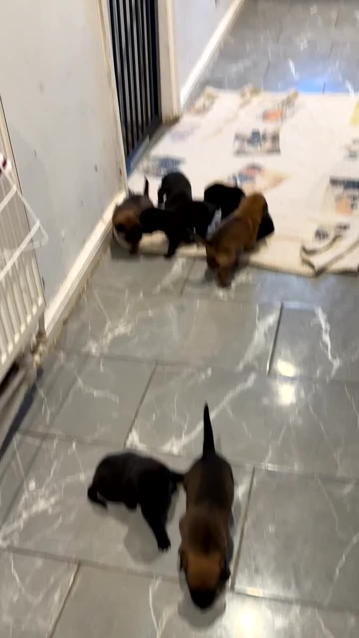 Belgian Shepherd Dog dogs for sale: Belgian malinois - Video 1
