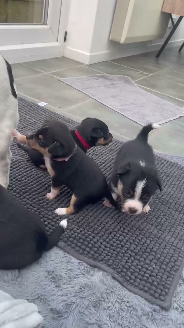 Mixed Breed dogs for sale: 3 male pomchi jacks in Preston - Video 4