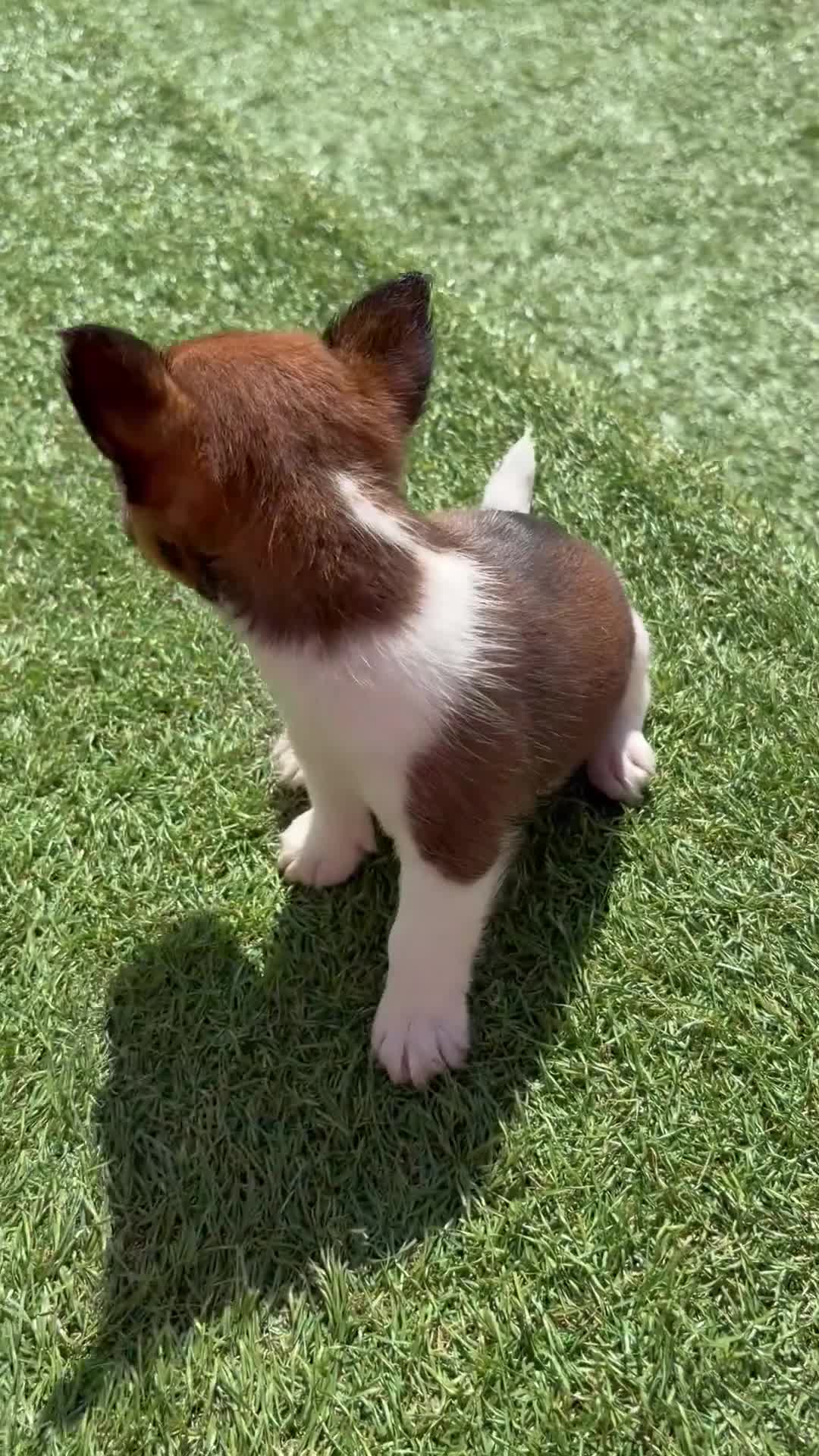 Jack Russell dogs for sale: Beautiful  **  boy in Wrexham - Video 1