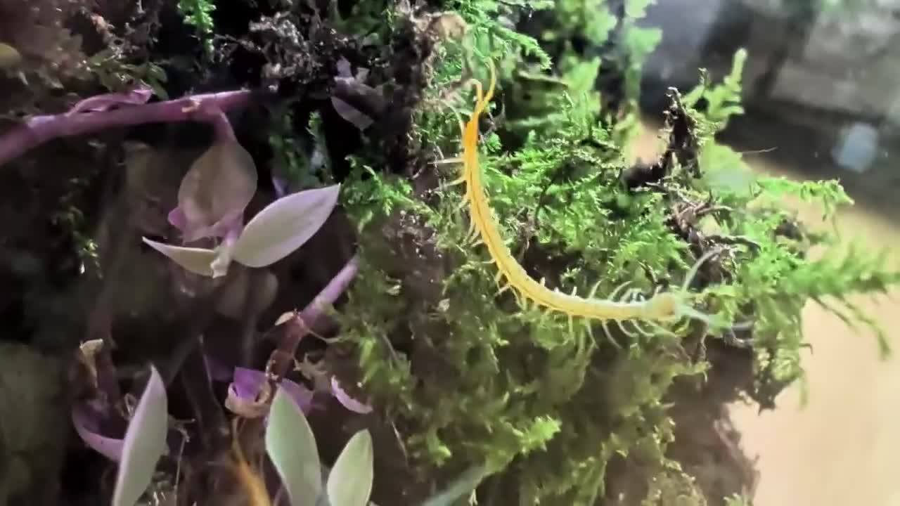Centipedes invertebrates for sale: captive born scolopendra pedelings  in London - Video 1