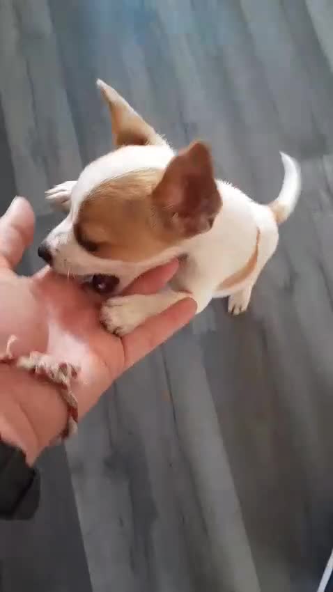 Jack Russell dogs for sale: Jack russel puppy's  - Video 1