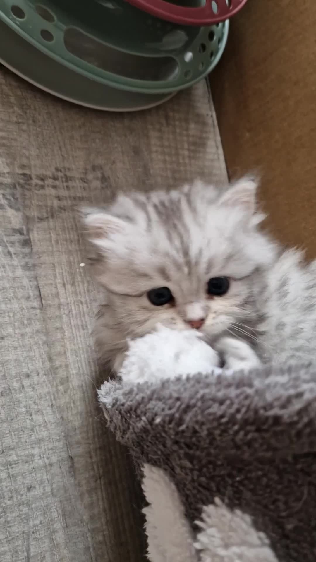 British Longhair cats for sale: British Shorthair.Pure white girl only left - Video 2