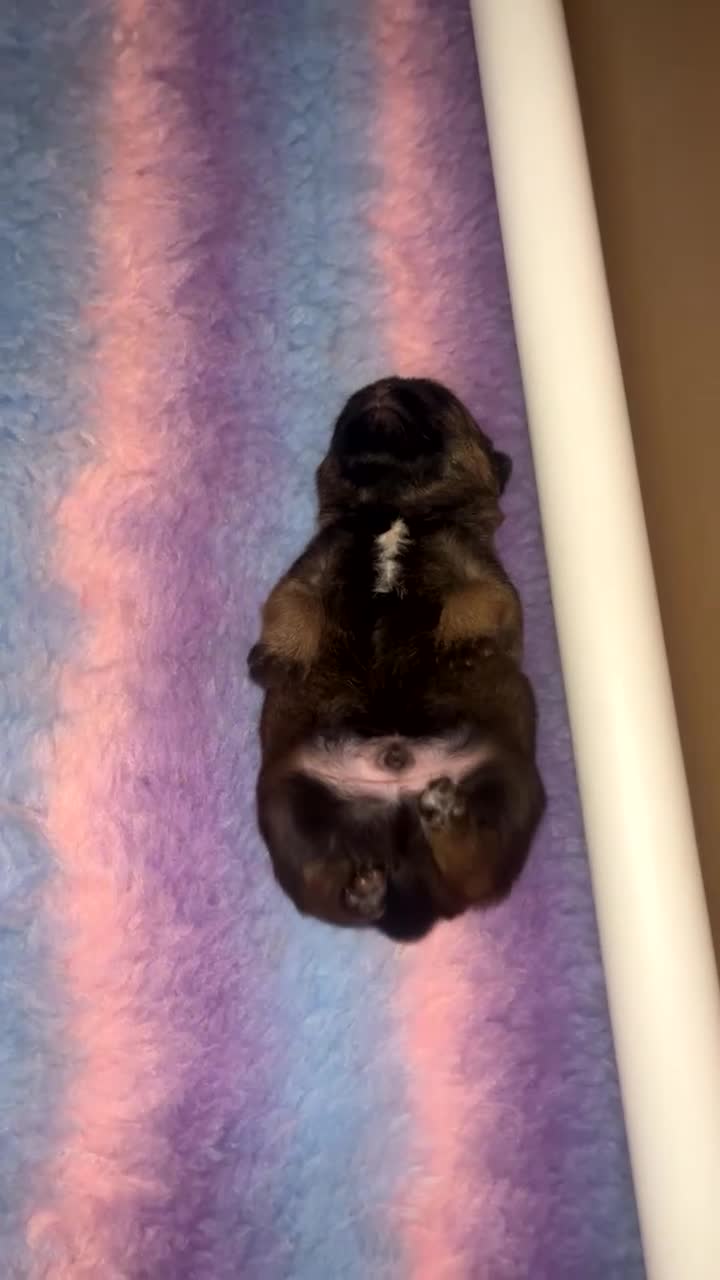 Border Terrier dogs for sale: Border Terrier Pup Family Man’s Best Friend - Video 2