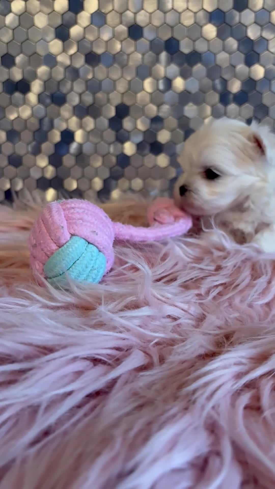 Maltese dogs for sale: Stunning korean Maltease  - Video 2