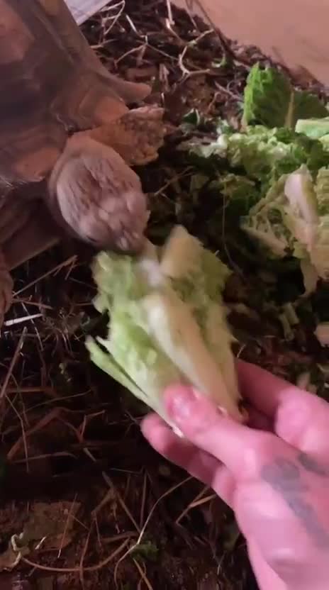 Tortoise reptiles for sale: Sulcata tortoise - Video 1