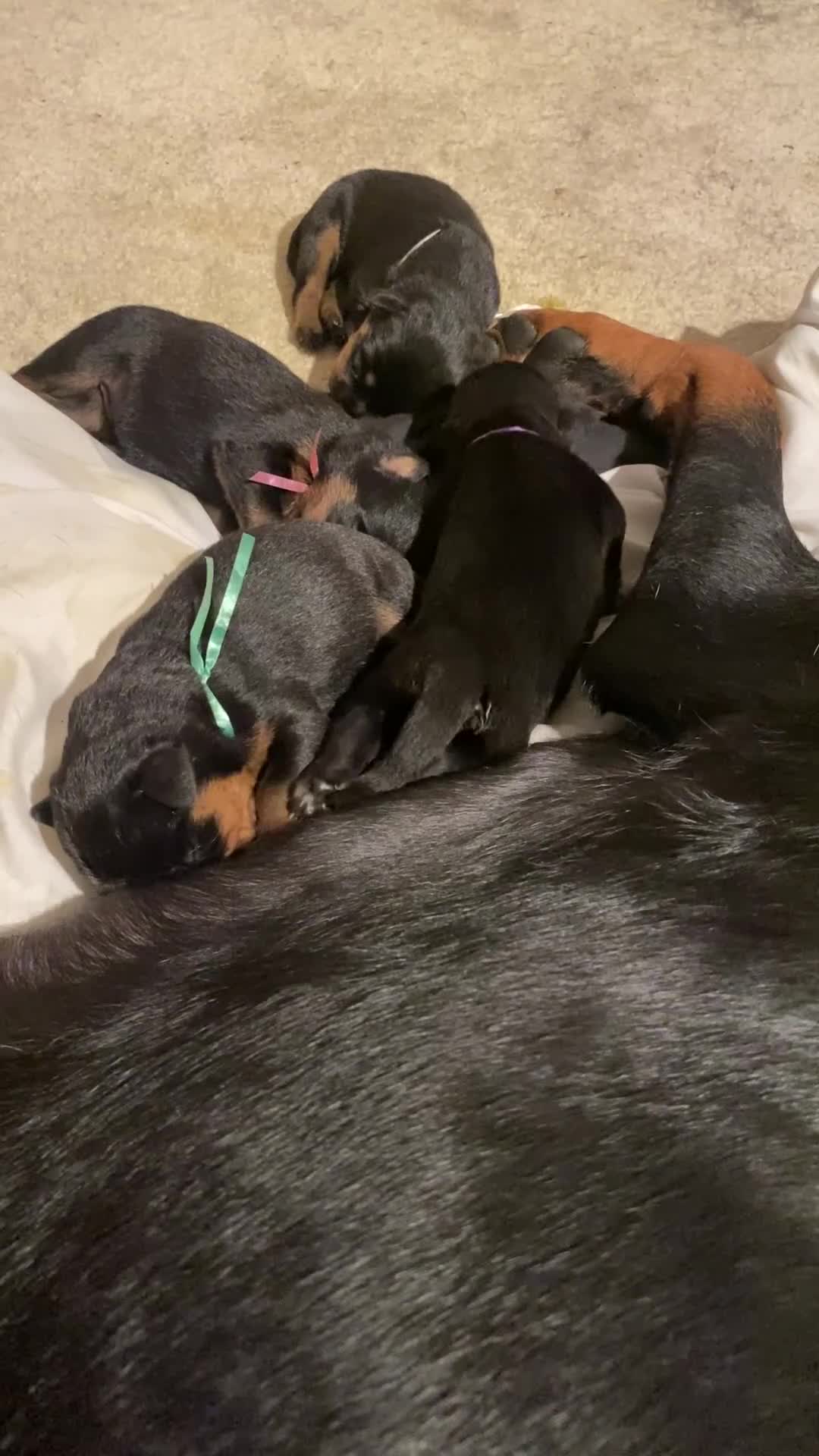 Rottweiler dogs for sale: Germany and America Rottweiler mix - Video 5
