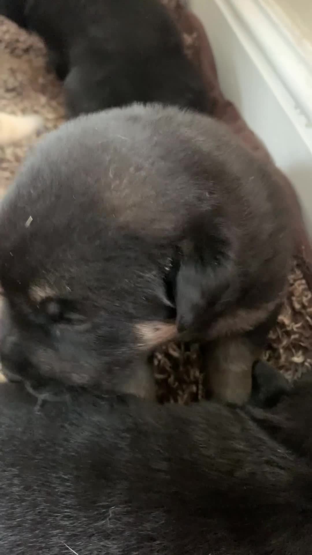 Mixed Breed dogs for sale: Labrador x German Shepard puppies - Video 2