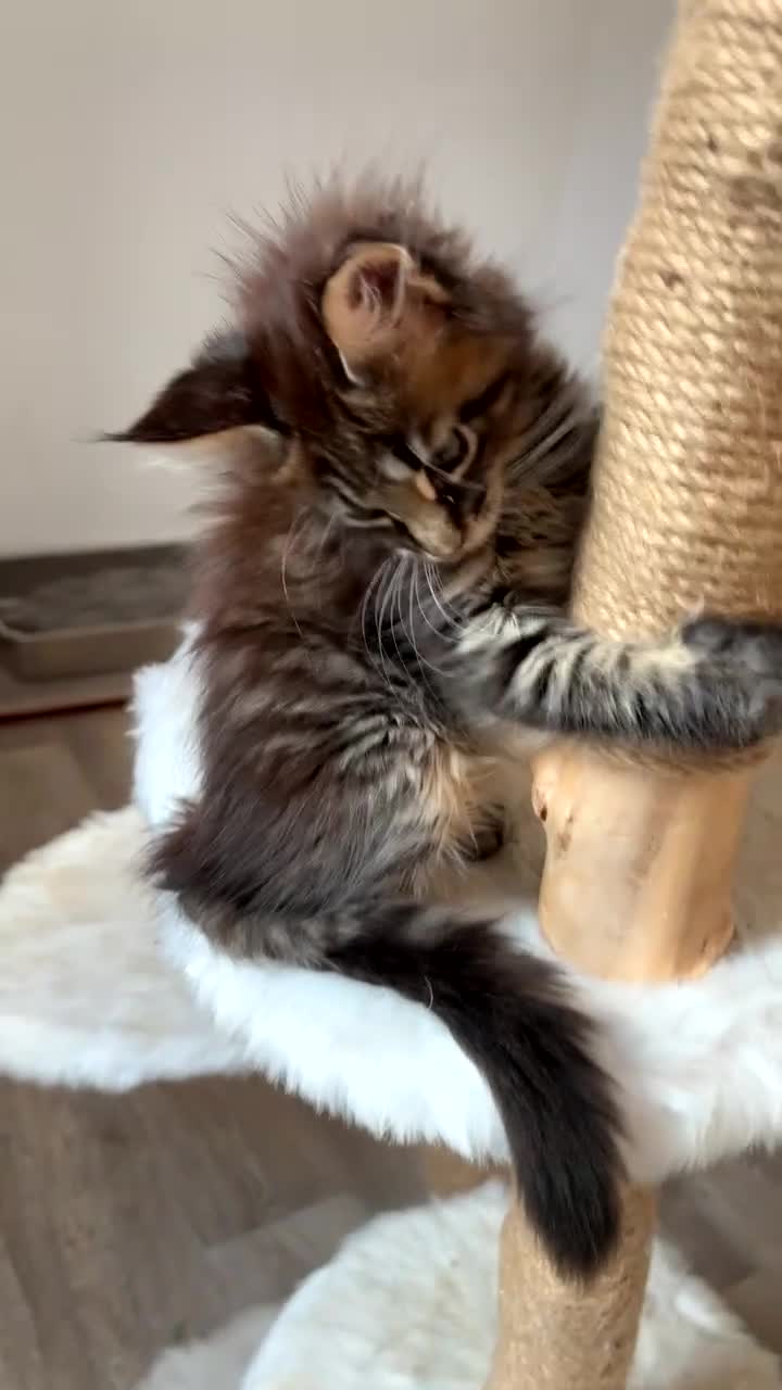 Maine Coon cats for sale: 3 Gorgeous TICA Registered Mainecoon kittens  - Video 1