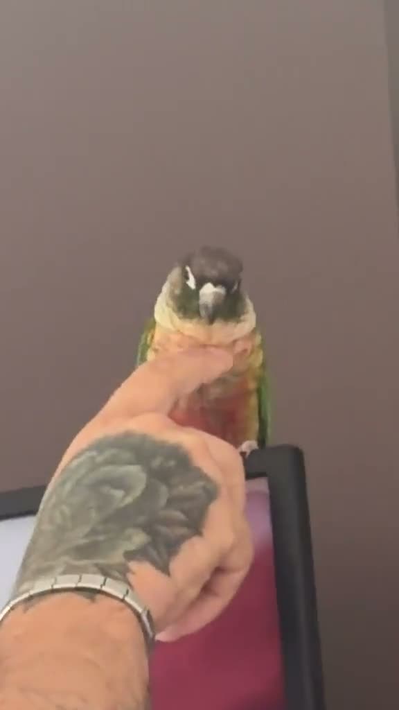 Conures birds for sale: Green cheek conure - Video 1
