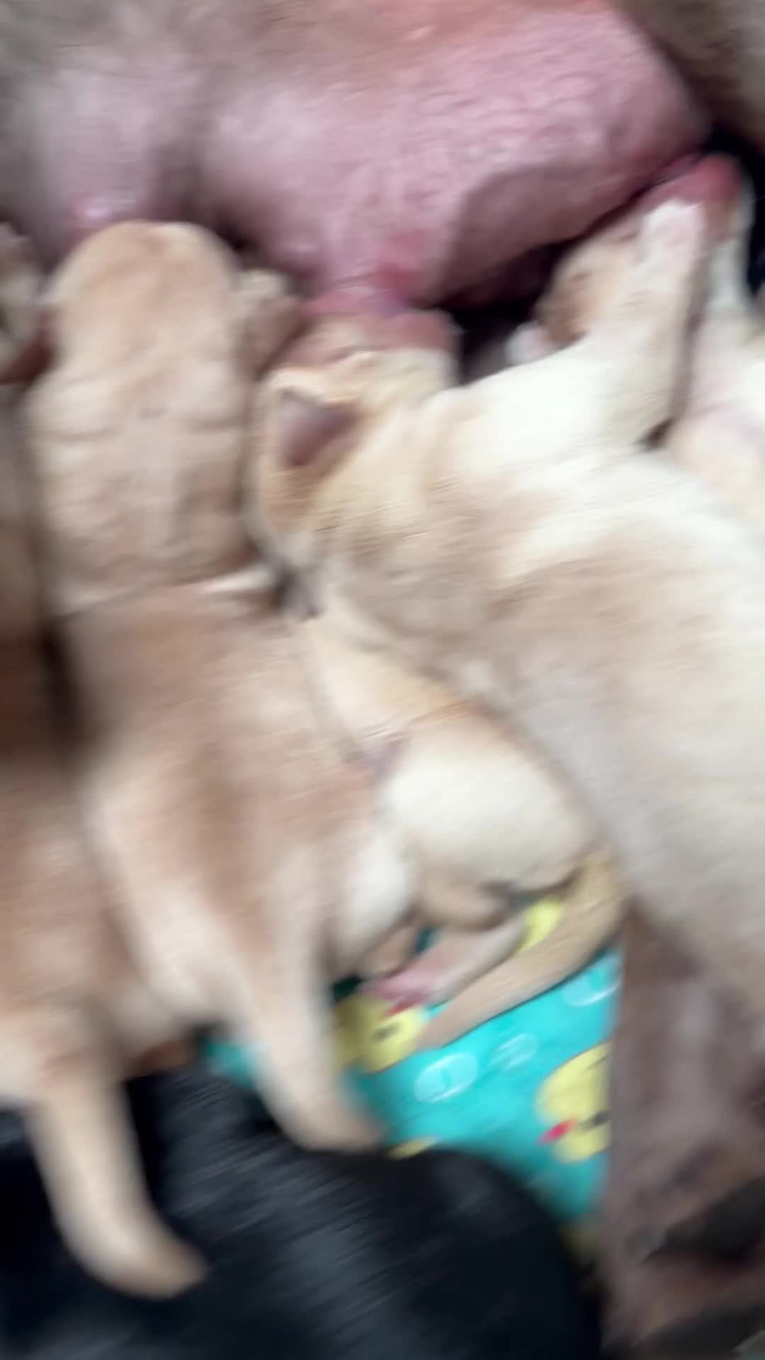 Labrador Retriever dogs for sale: 🐾🐕 New healthy, clean happy Labrador KC pup - Video 2