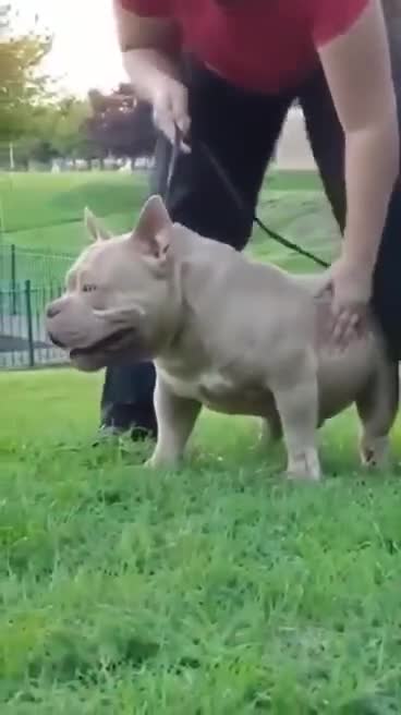 American Bully dogs for stud: American Bully pocket male for stud - Video 2