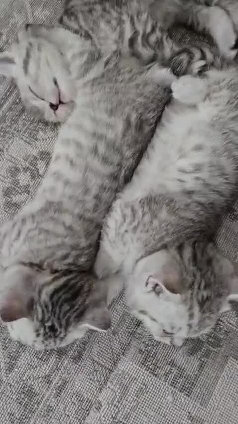 British Shorthair cats for sale: GCCF Blue BSH chunky champion lines - Video 2
