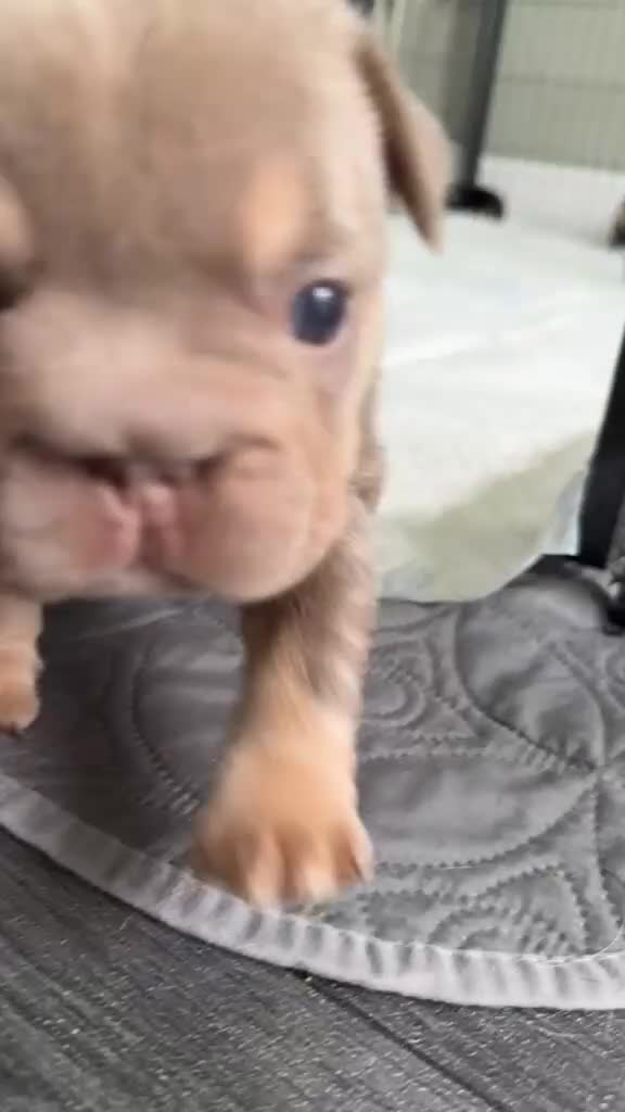 French Bulldog dogs for sale: Stunning KC Registered French Bulldog Puppies 🐶 - Video 3