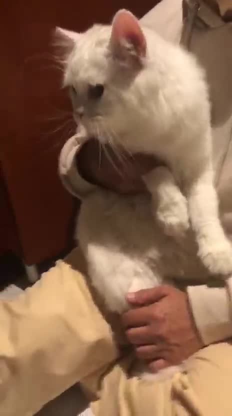 Mixed Breed cats for adoption: LAITH - MIX PERSIAN HAPPY PERSONALITY BOYNEUTERED  - Video 1