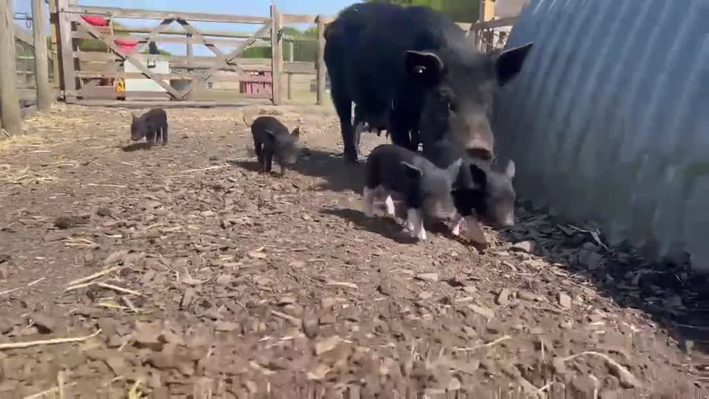 Pig livestock for sale: 🩷Do you have room in your heart for a mini pig🩷 - Video 2