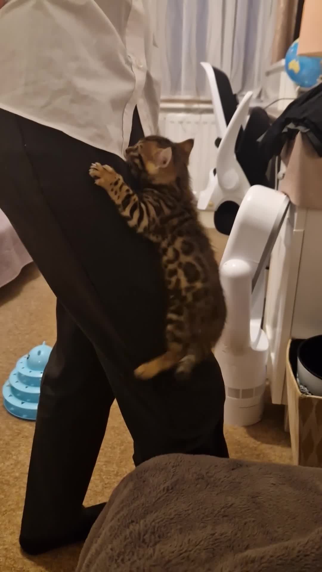 Bengal cats for sale: Georgeous bengal girl  - Video 1