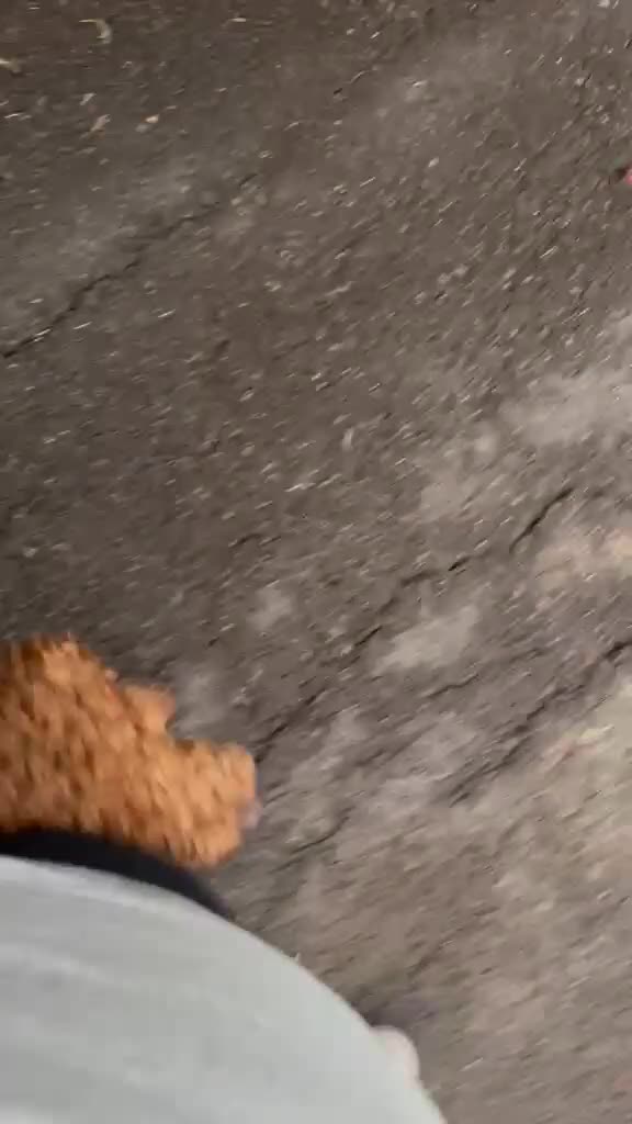 Cockapoo dogs for sale: 1 YearOld Cockapoo Looking for His Forever Home 🐾 - Video 1