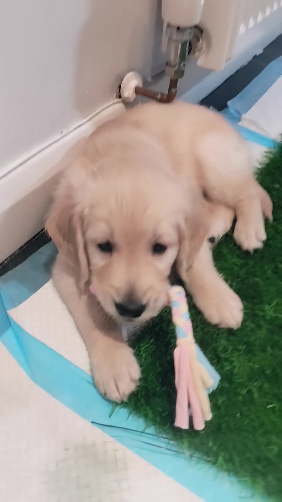 Golden Retriever dogs for sale: 🐶Gorgeous golden retriever puppies  - Video 1