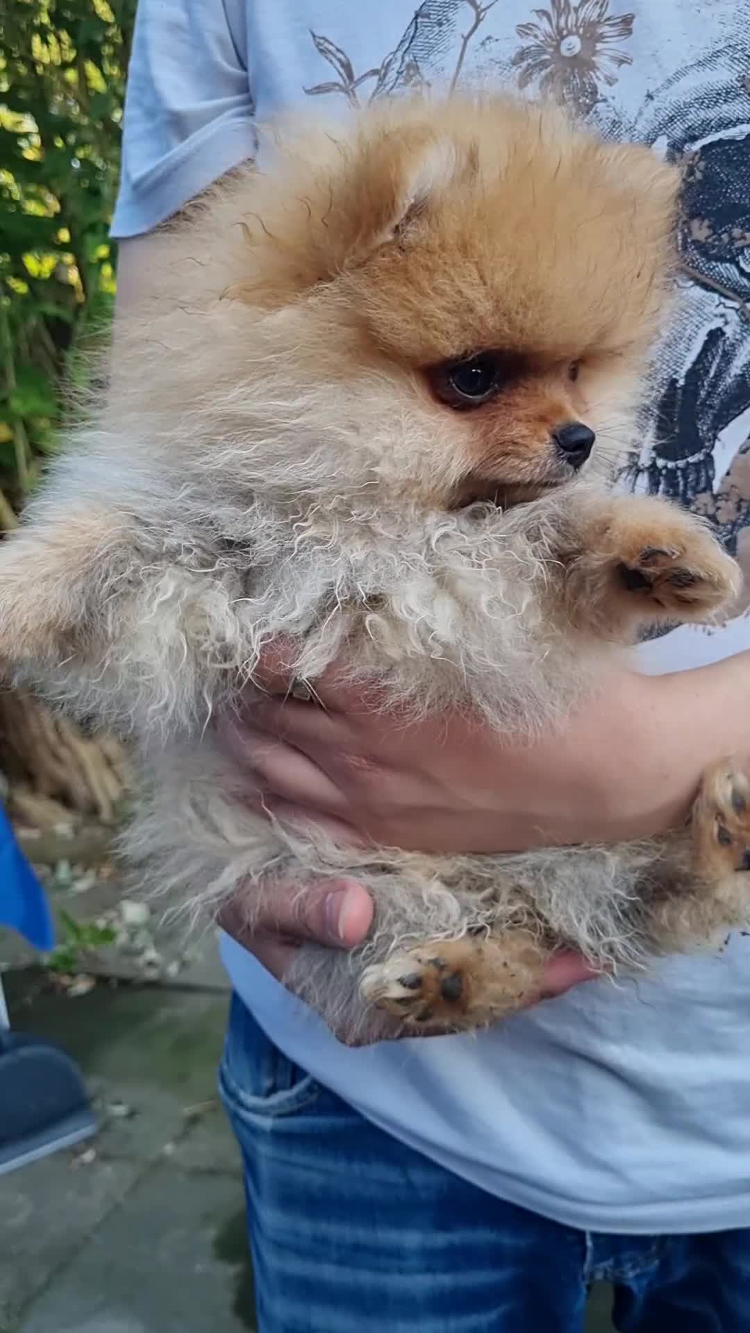 Pomeranian dogs for sale: Reduced !!! Beautiful Boy Pomeranian Puppies - Video 3