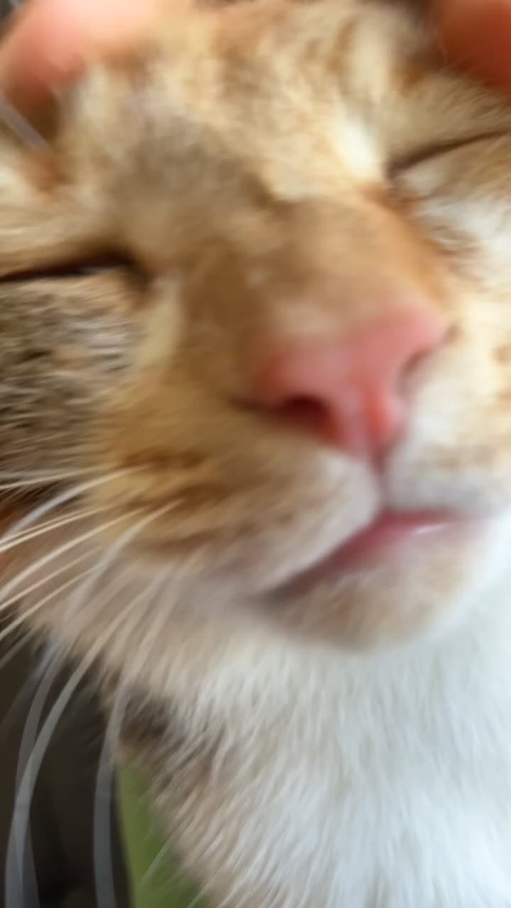 British Shorthair cats for sale: 2 year old Calico - Video 2