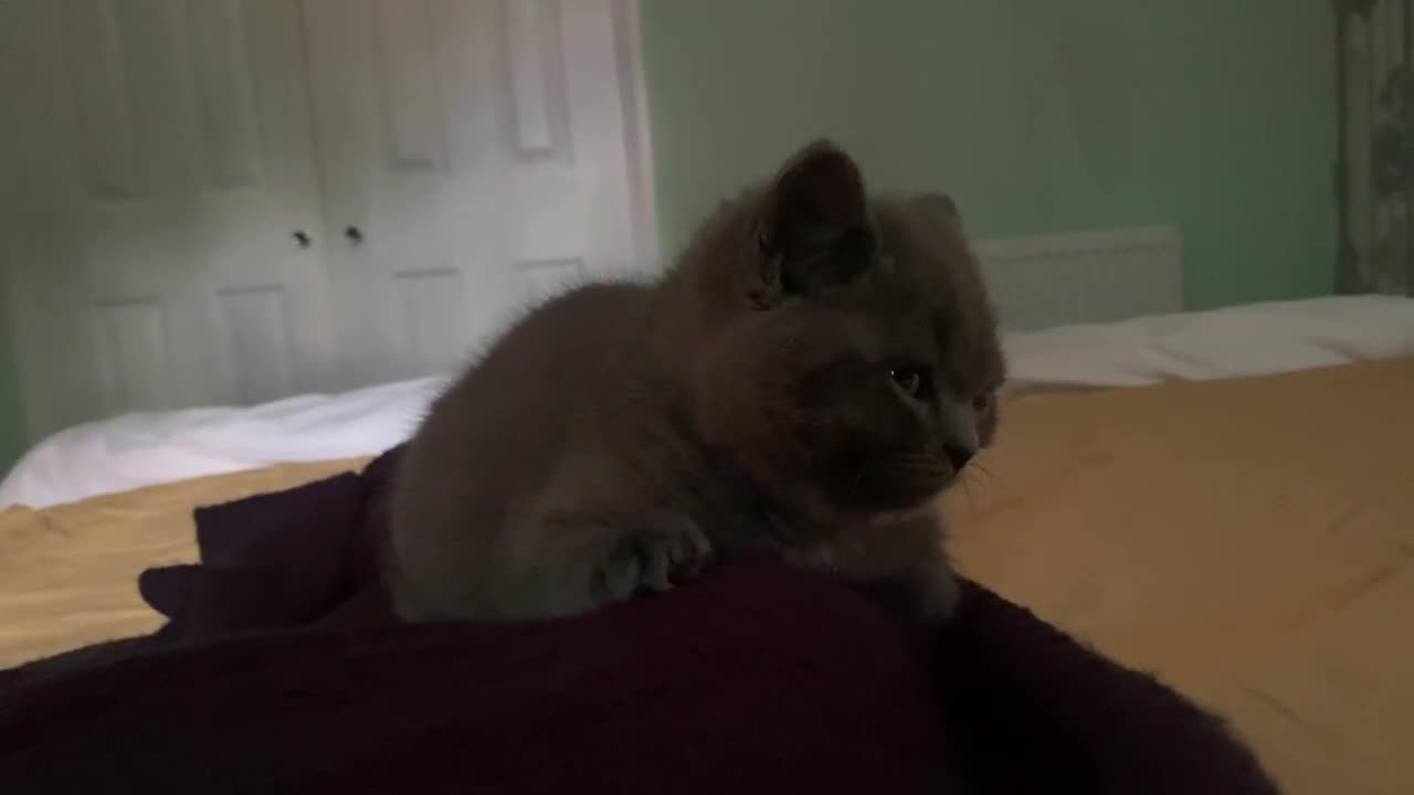 British Shorthair cats for sale:  A very special British Shorthair kitten - Video 1