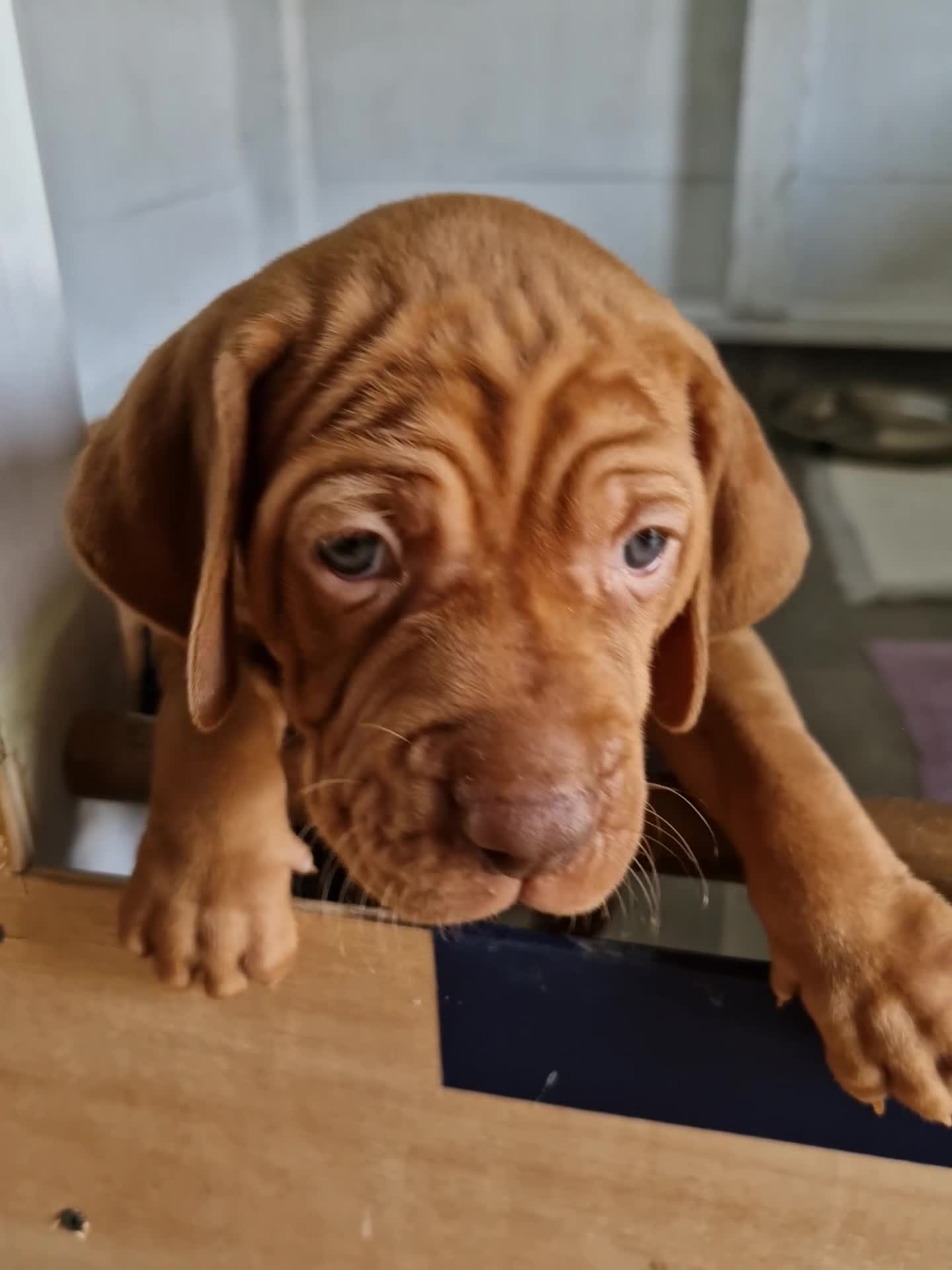 Hungarian Vizsla dogs for sale: READY TO LEAVE ,. 4 Beautiful girls left. - Video 2