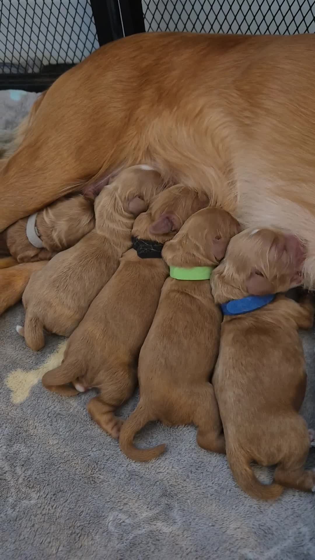 Cockapoo dogs for sale: Beautiful F1 cockapoos - 4 reserved! - Video 2