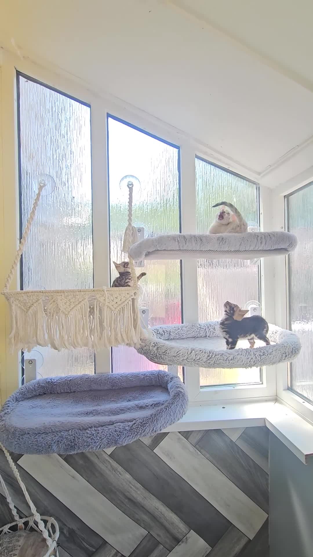 Bengal cats for sale: Bengal Kittens(Marble and Snow bengal available) - Video 1