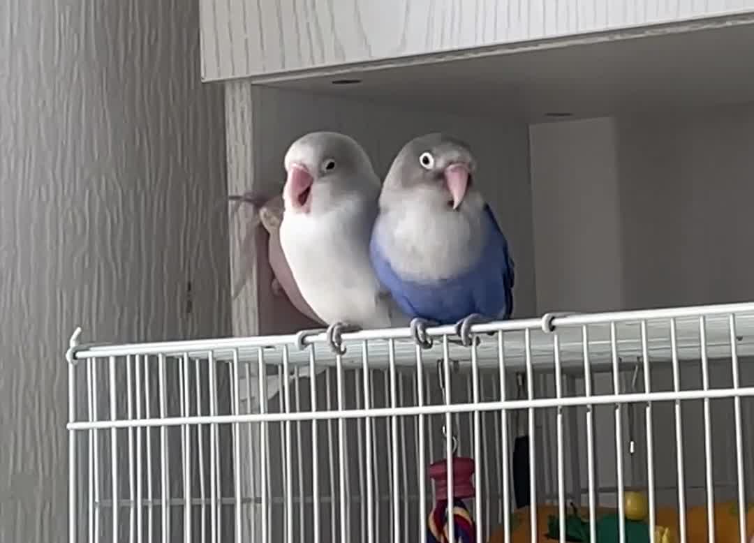 Lovebirds birds for sale: Love birds re home in Manchester - Video 1