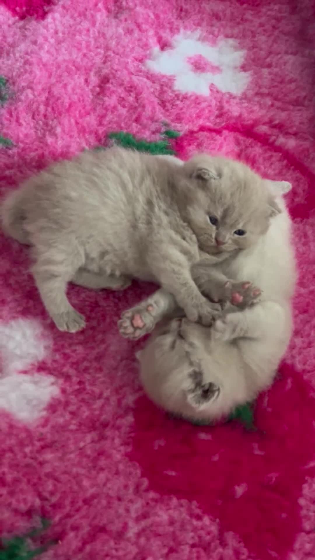 British Shorthair cats for sale: Beautiful British Shorthairs in Stowmarket - Video 2