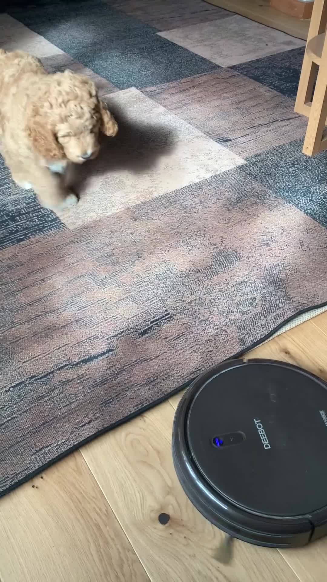 Goldendoodle dogs for sale: Goldendoodle/double doodle - Uno - ready now.  - Video 2