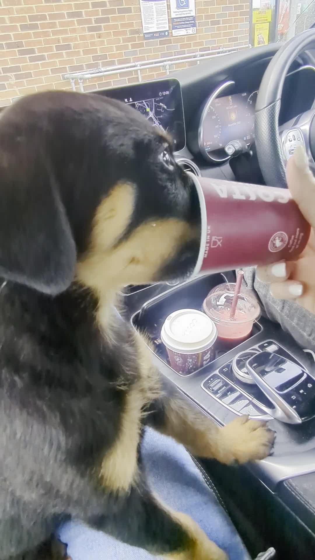 Rottweiler dogs for sale: Ronnie  - Video 1