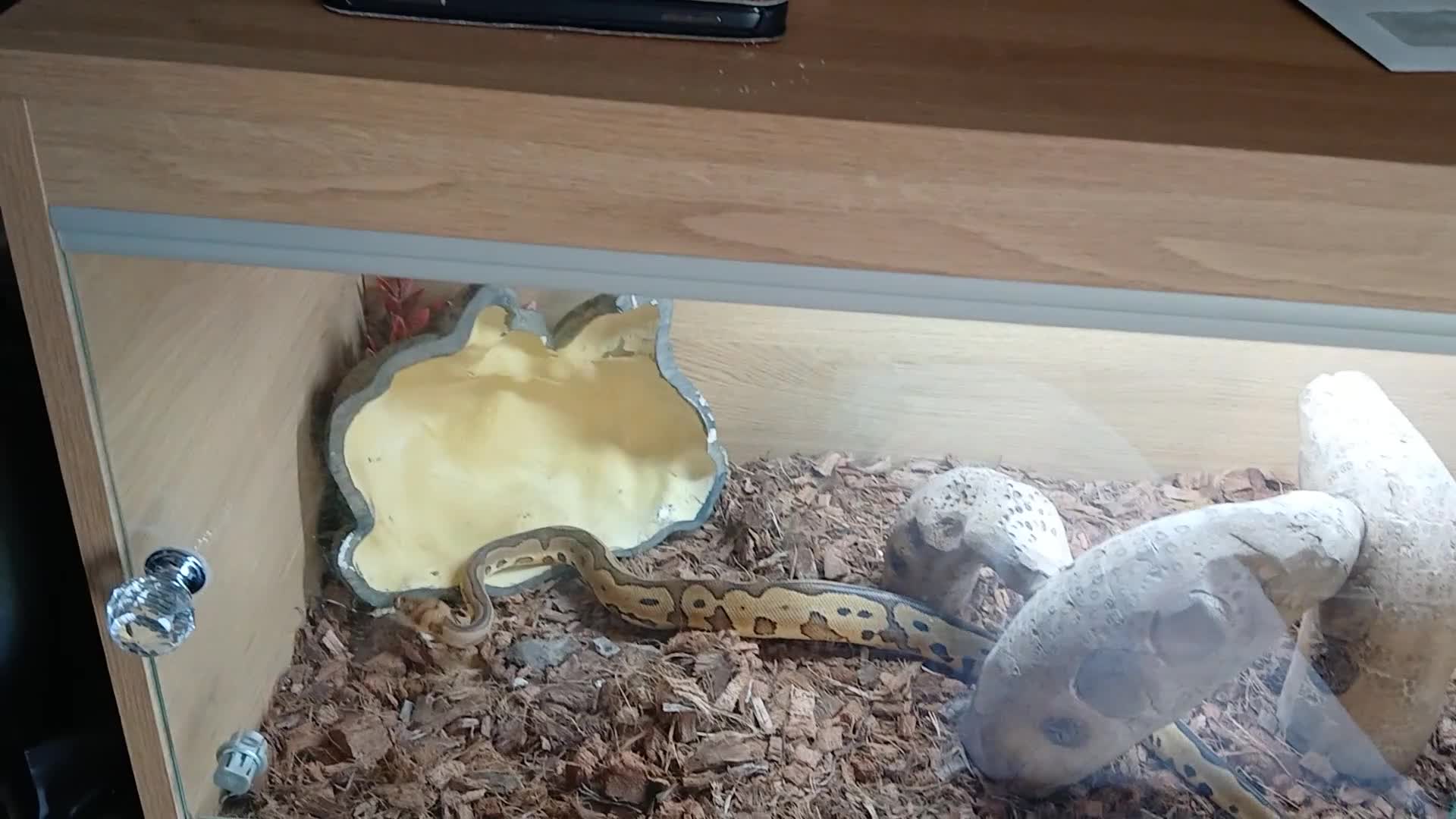 Python Snake reptiles for sale: Two Royal pytones  - Video 1