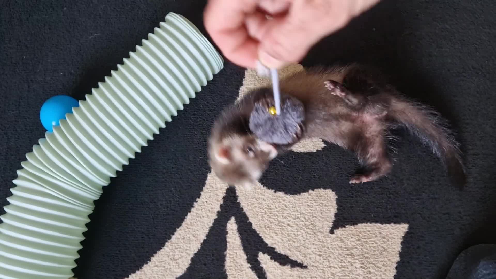 Ferret rodents for sale: 2 ferrets in Halstead - Video 2