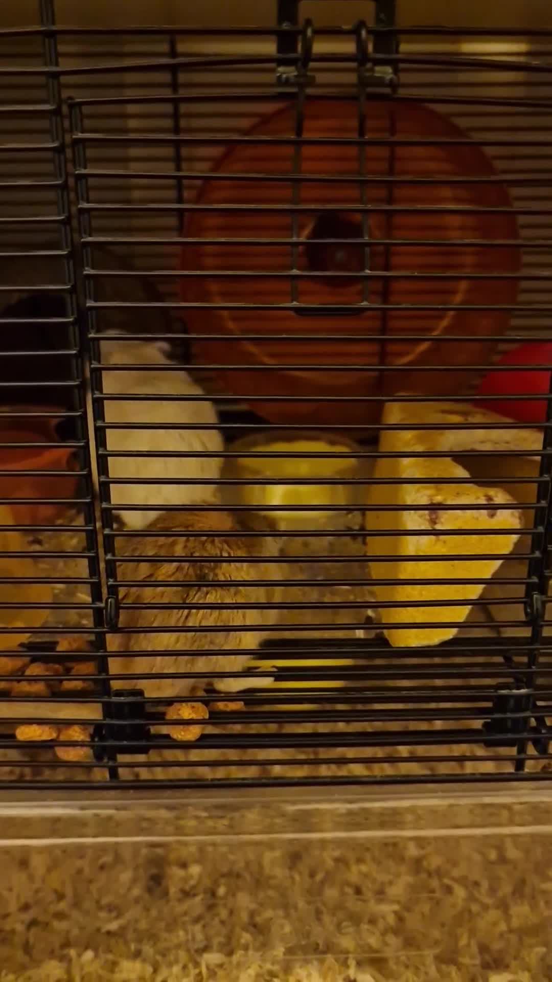 Gerbil rodents for sale: Rehoming the lovely Ringo & Elvis - Video 1