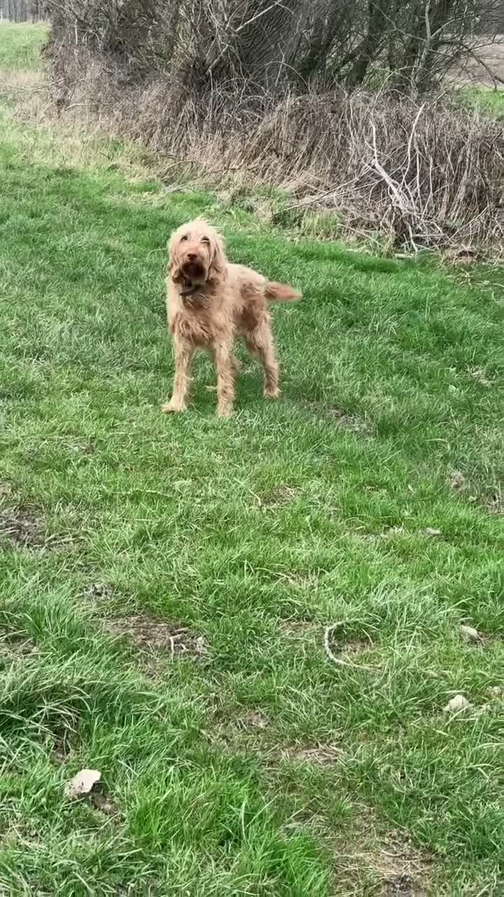 Hungarian Vizsla dogs for sale: Hungarian WIREHAIRED VIZSLA puppies KC reg'd  - Video 2