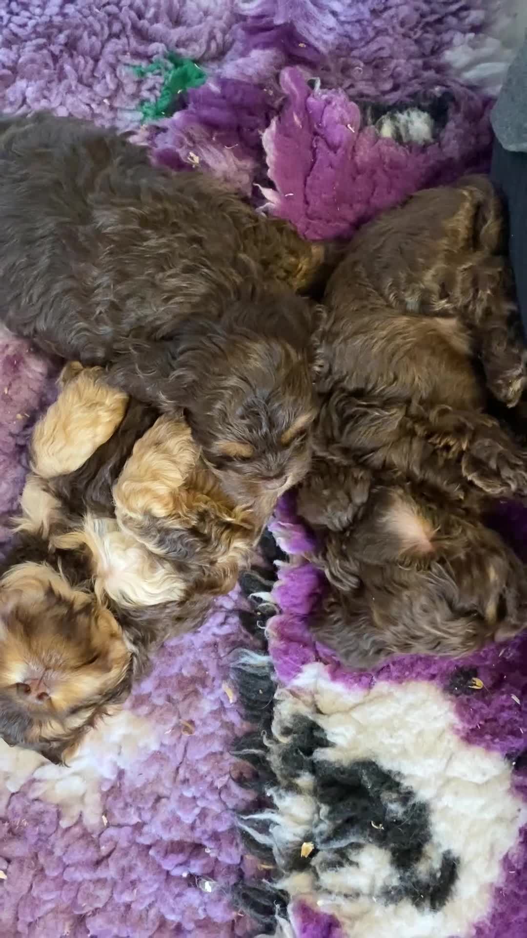 Cockapoo dogs for sale: Yankee Doodle  - Video 2