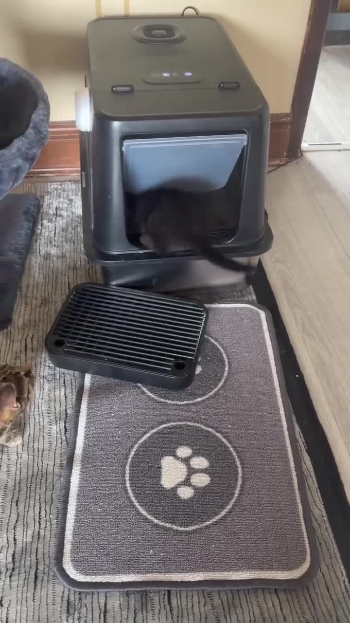 Mixed Breed cats for sale: 🐾 GORGEOUS KITTENS READY FOR THEIR NEW HOMES! 🐾 - Video 1
