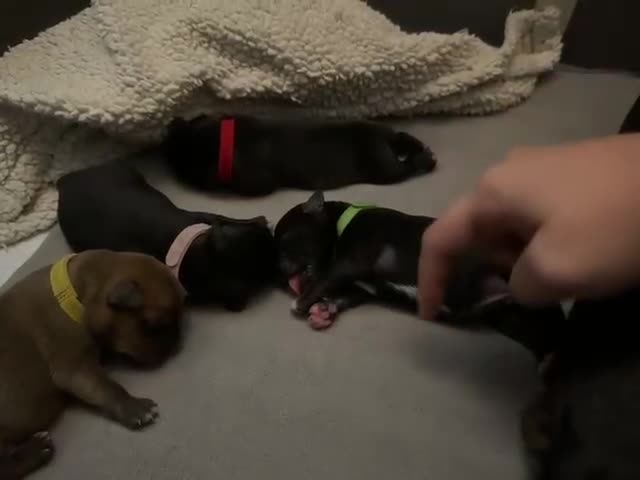 Staffordshire Bull Terrier dogs for sale: Pedigree Staffordshire Bull Terrier Puppies - Video 2