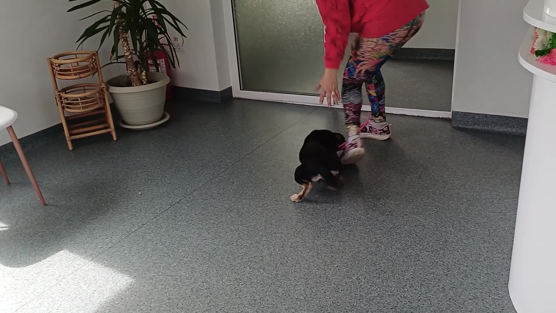 Mixed Breed dogs for adoption: 🐾 From a Rubbish Bin… to a Life Full of Love 💗🐾 - Video 1