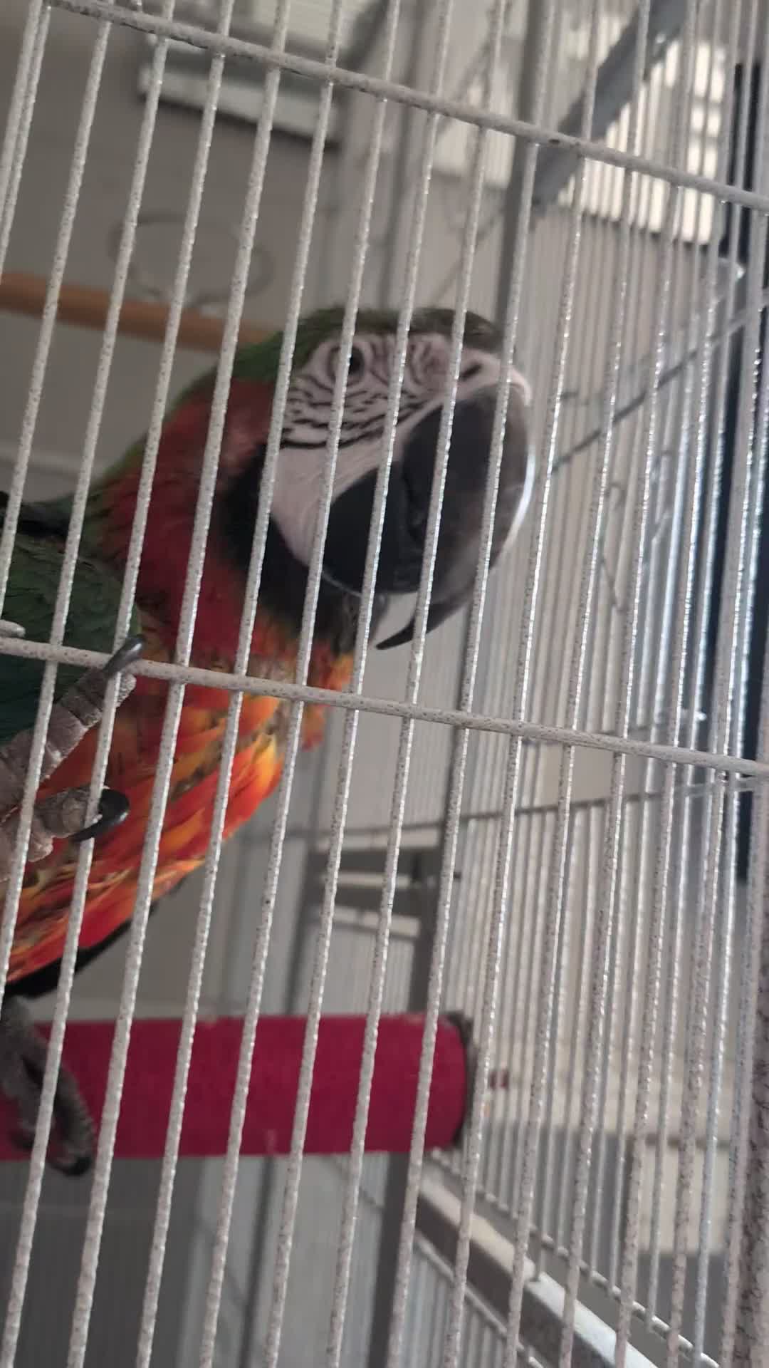 Macaws birds for sale: Harleyquinn macaw  - Video 1