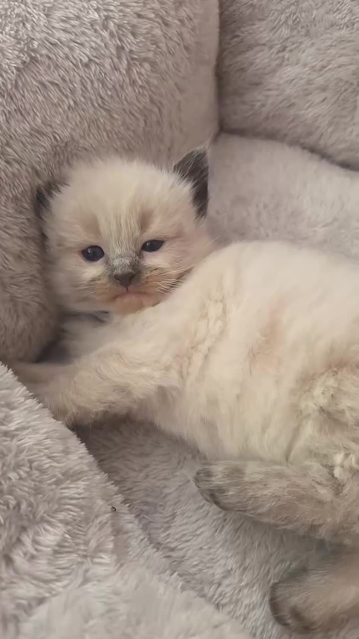 Ragdoll cats for sale: Stunning ragdoll boy in Lancaster - Video 1