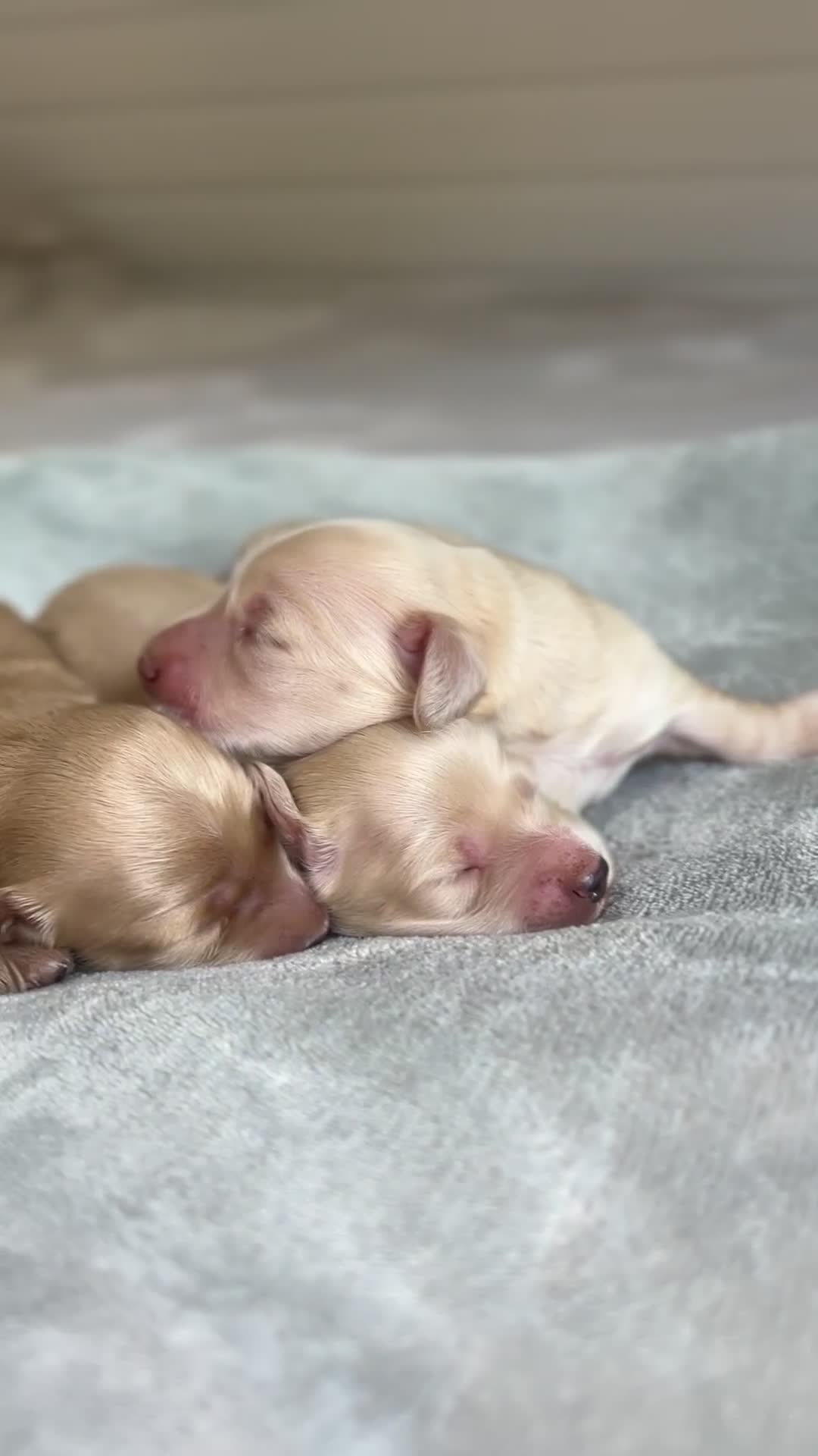 Miniature Dachshund dogs for sale: CREAM MINIATURE DACHSHUNDS💛 - Video 3
