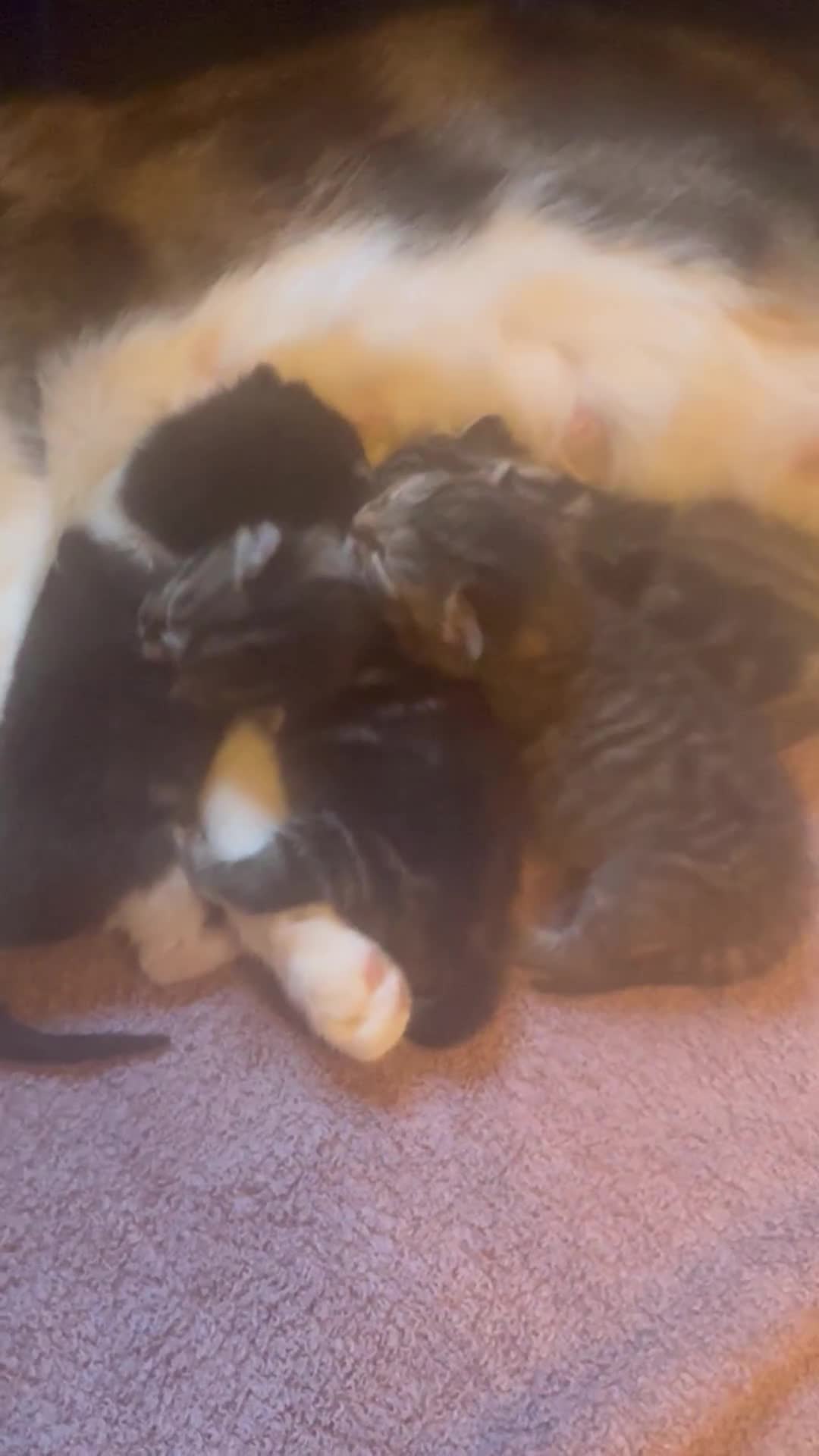 Mixed Breed cats for sale: Stunning  unique kittens  - Video 5