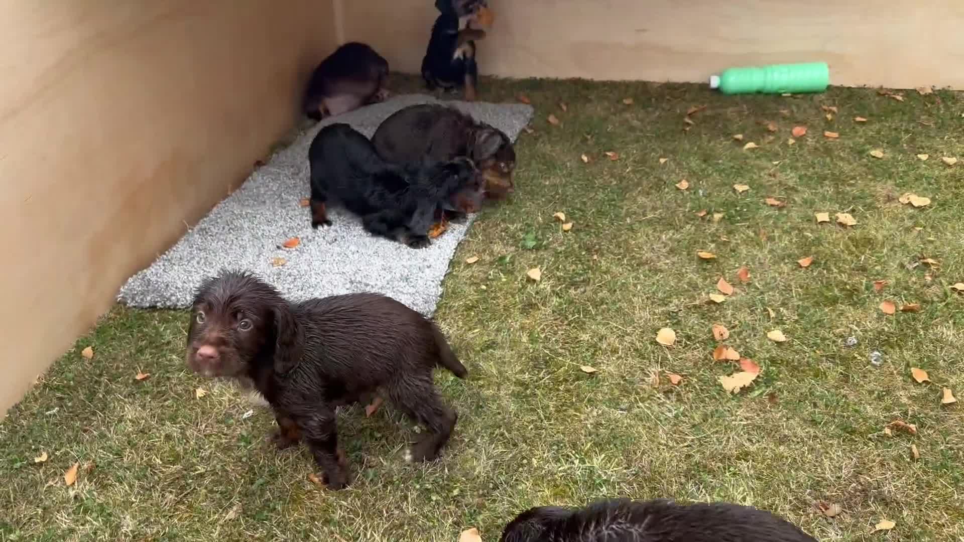 Cocker Spaniel dogs for sale: Working cocker spaniels  - Video 1