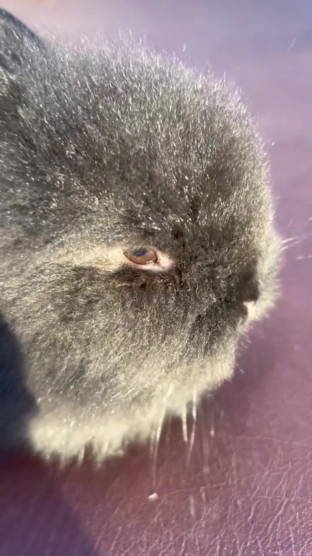 Lionhead rabbits for sale: Last girl! Quality Double-maned Lionhead Bunnies - Video 1