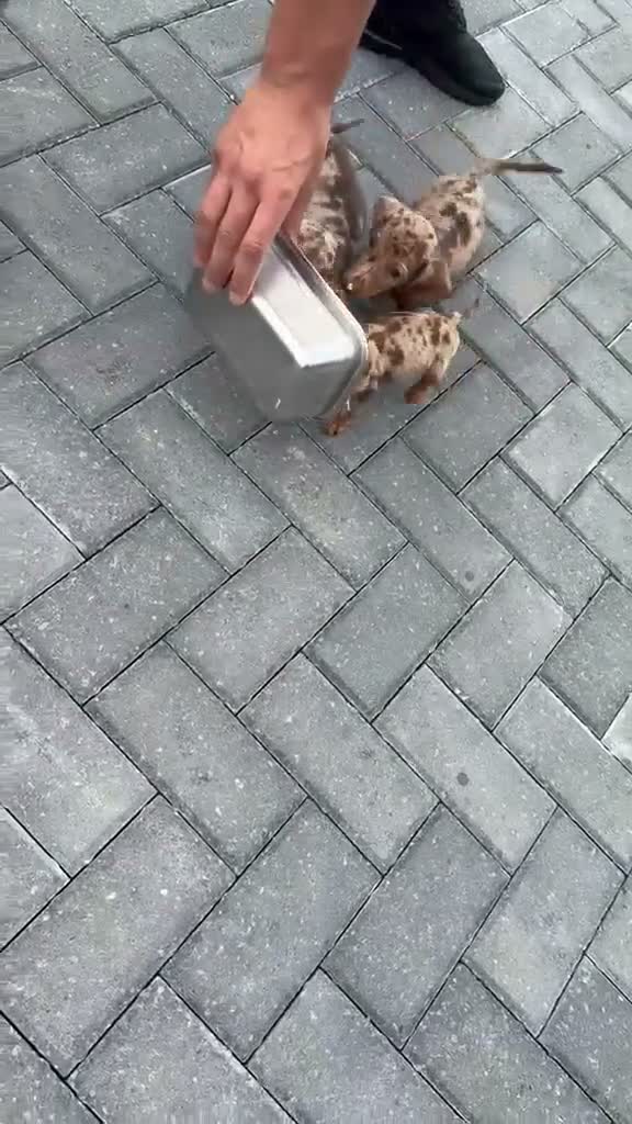 Dachshund dogs for sale: Dachshund puppies 🐶  - Video 2