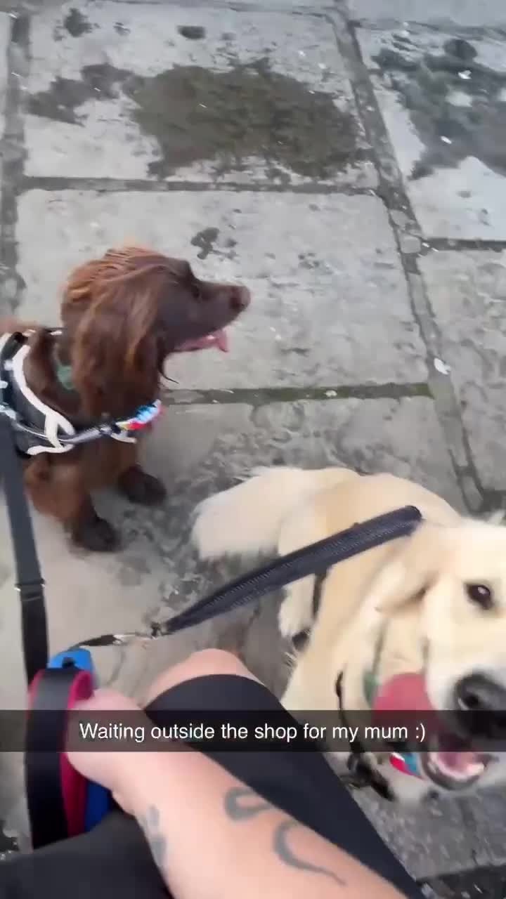 Golden Retriever dogs for sale: Sweet Golden Retriever - Video 1